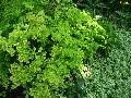 Farley Maidenhair Fern / Adiantum tenerum 
